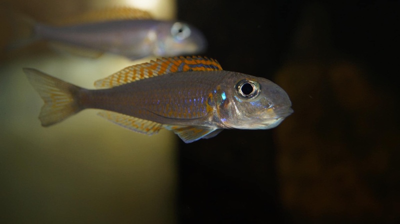 Xenotilapia flavipinnis 'Kagunga'